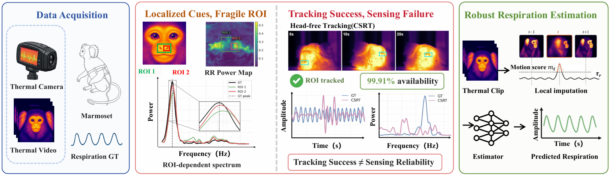 Overview of thermal video acquisition, tracking artifacts, and robust respiration estimation in marmosets